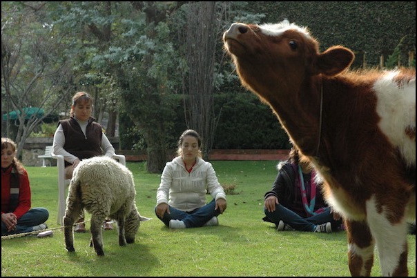 People sitting on ground communicating with sheep and cow